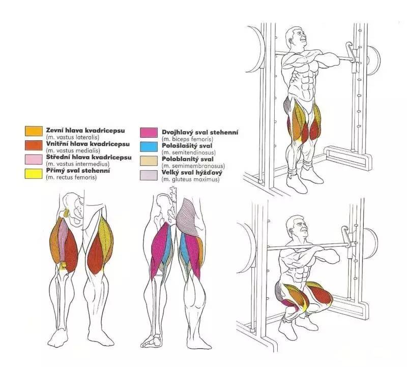 窄距杠铃卧推 ▼ 杠铃深蹲 ▼ 很难找到这么全的肌肉训练图解 记得