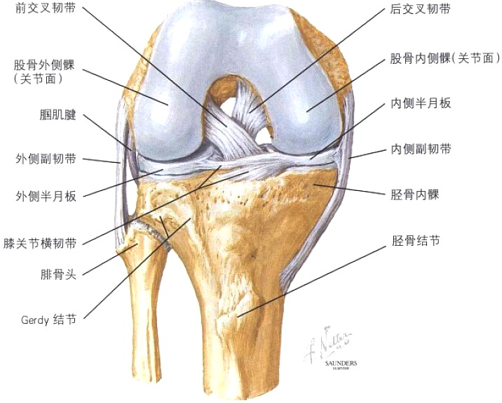 外旋 内侧副韧带:限制外翻,稳定半月板 后斜韧带:限制外翻 腘腓韧带