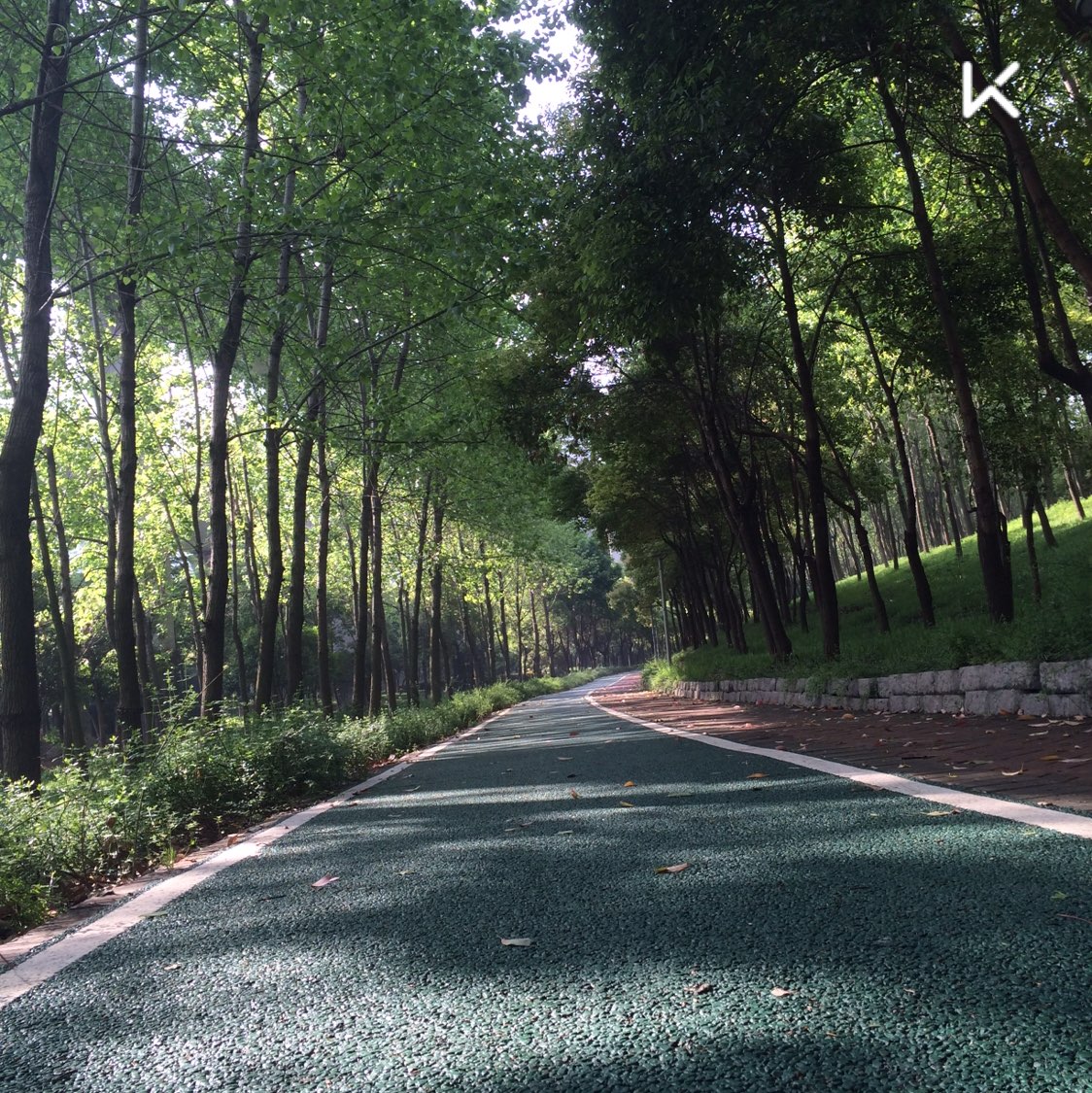 今天在小区外围林荫道跑步,碰到一好东西…留下图片证据后以百米冲刺