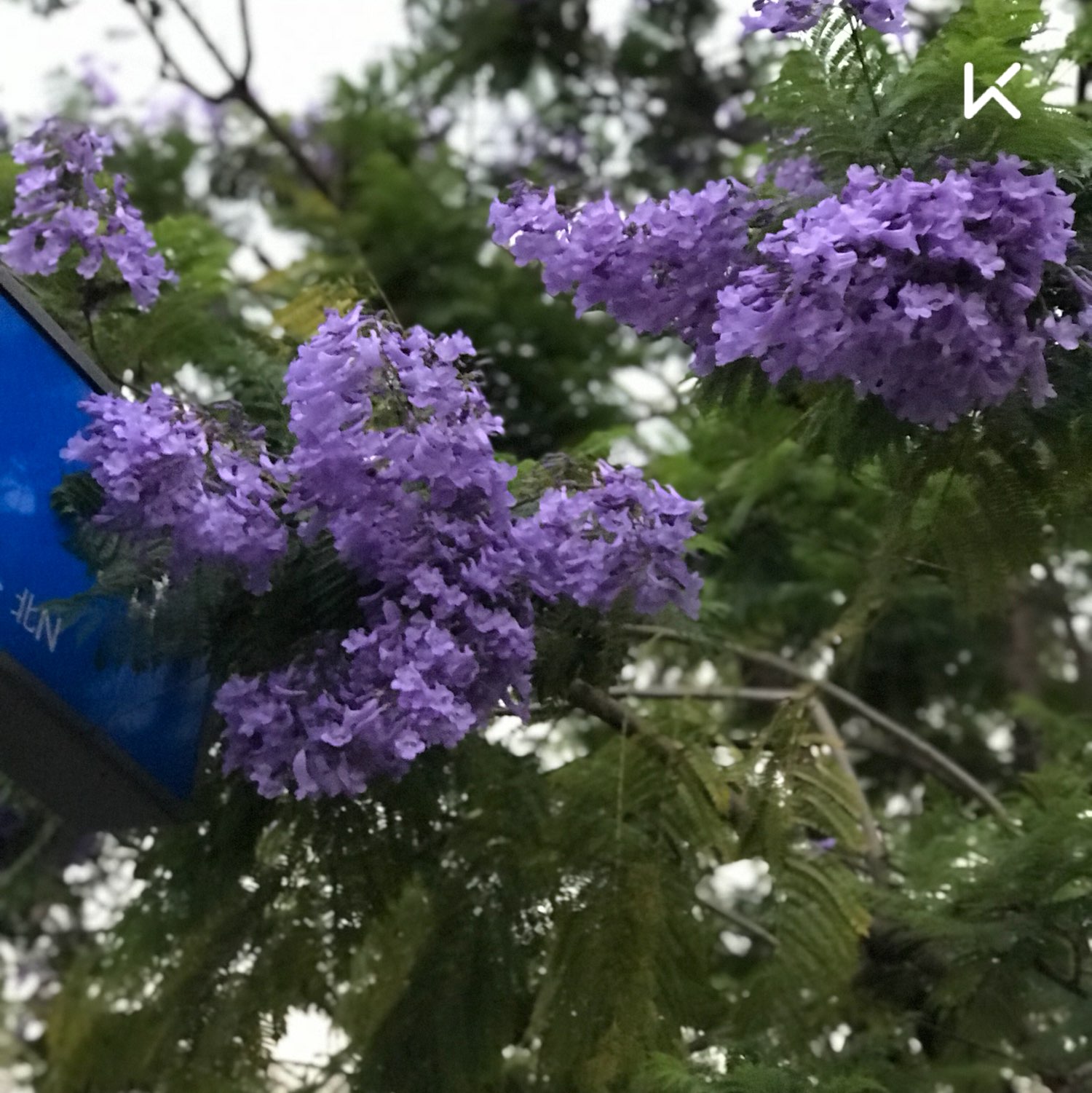 在紫菱落花中完成打卡