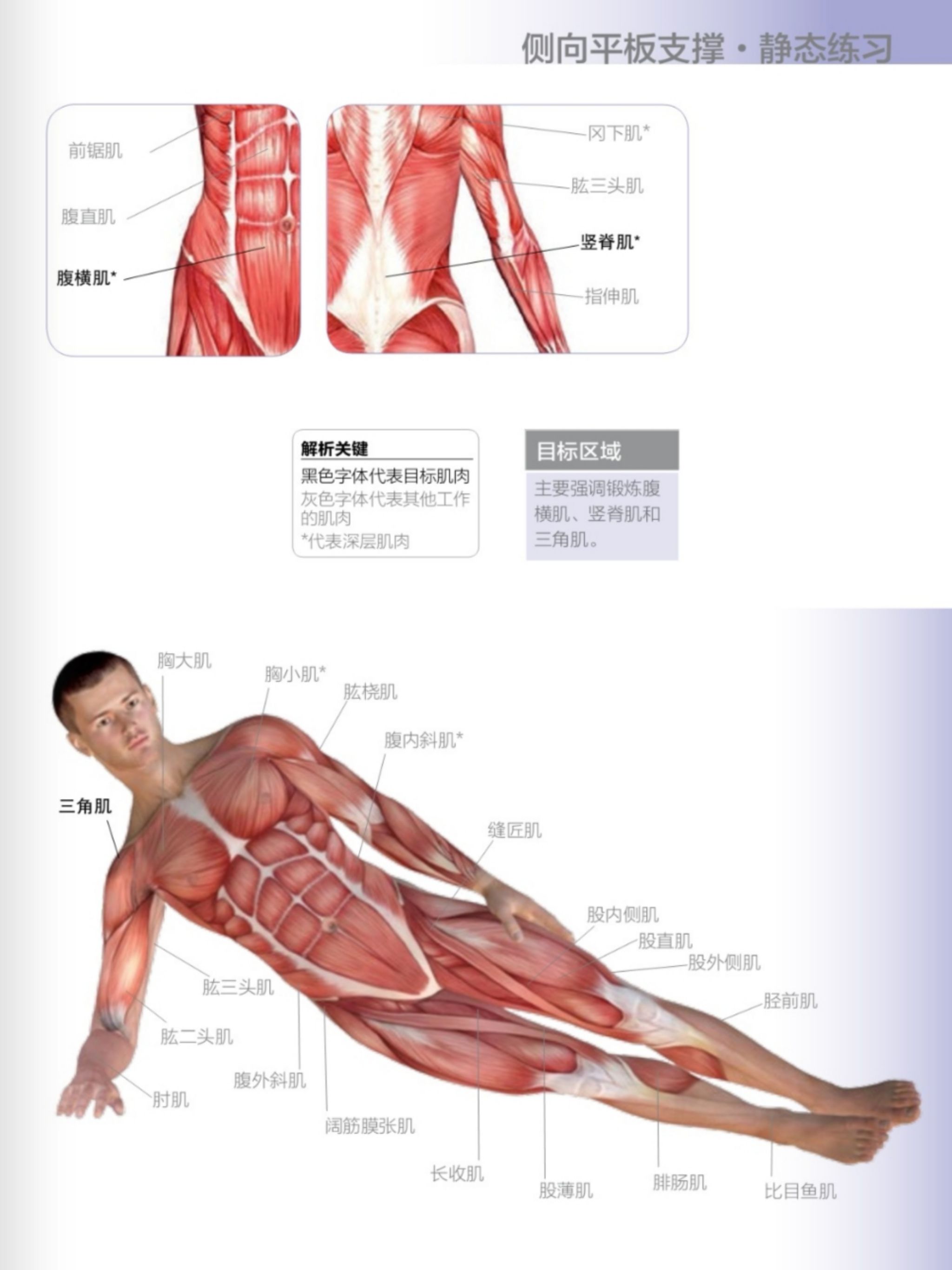 侧平板撑能够更好的锻炼到腹外斜肌和腹内斜肌，增强腰腹部肌肉的力量_Keep