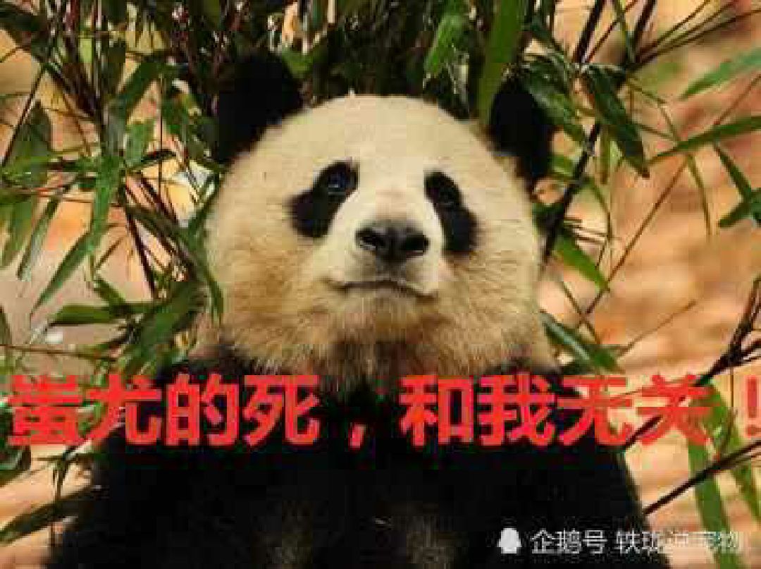 养小腿伤休息了快一个月,跑着感觉还行!我知道她死了