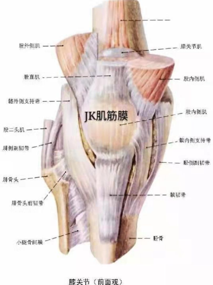 今日分享 膝关节的基本解剖结构  膝关节是由胫骨