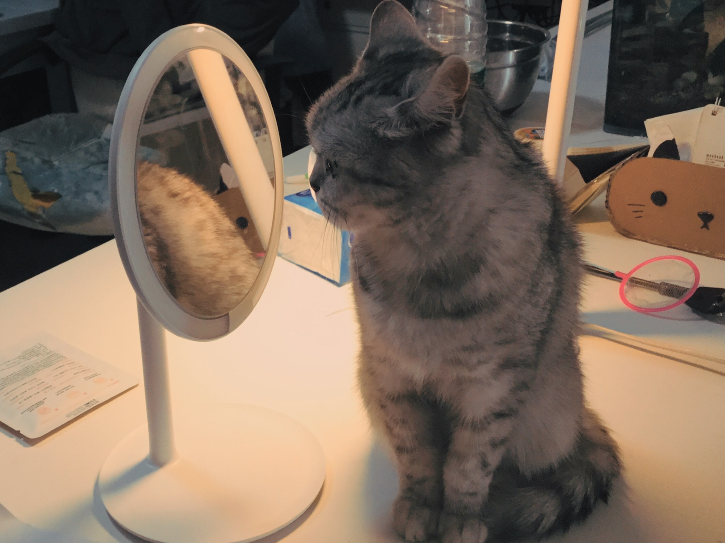 有个性的喵咪一只～爱照镜子的猫咪
