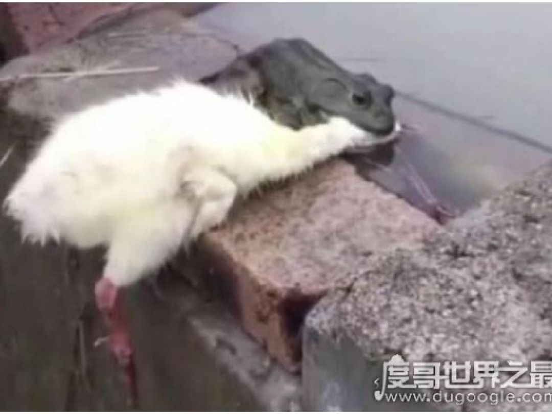坚持锻炼,争做能吃天鹅肉的癞蛤蟆