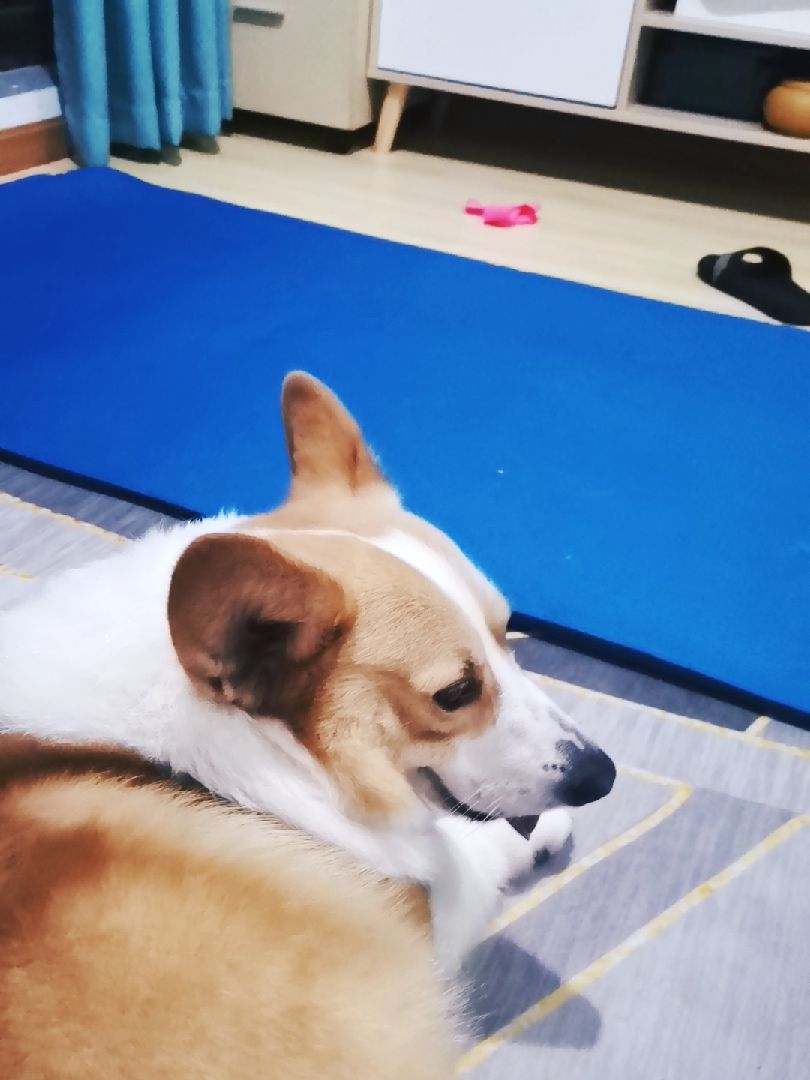 在家锻炼半个钟头 小牛也累得气喘吁吁