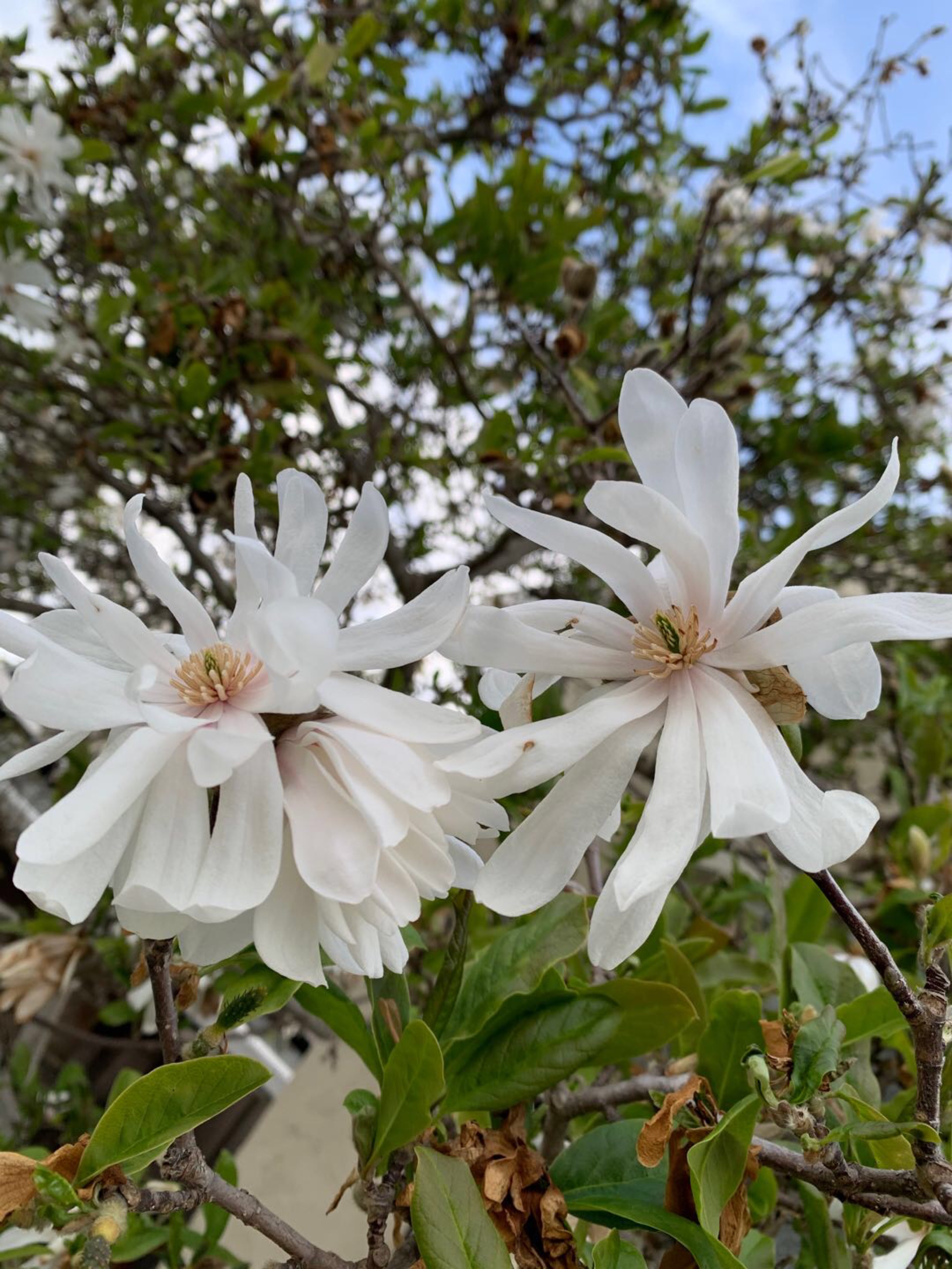 花未开而立,花已开慵懒(星花玉兰)