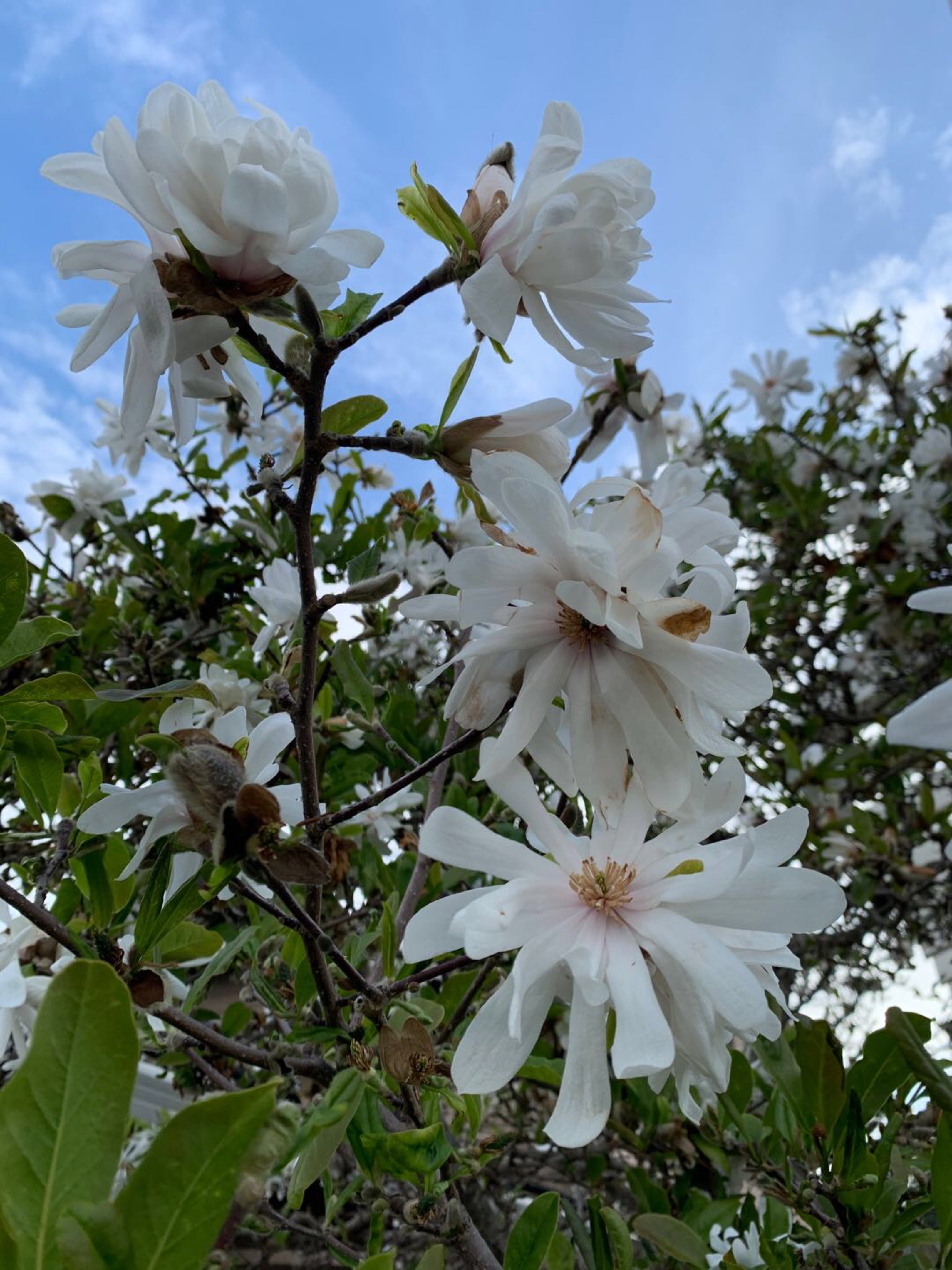 花未开而立,花已开慵懒(星花玉兰)