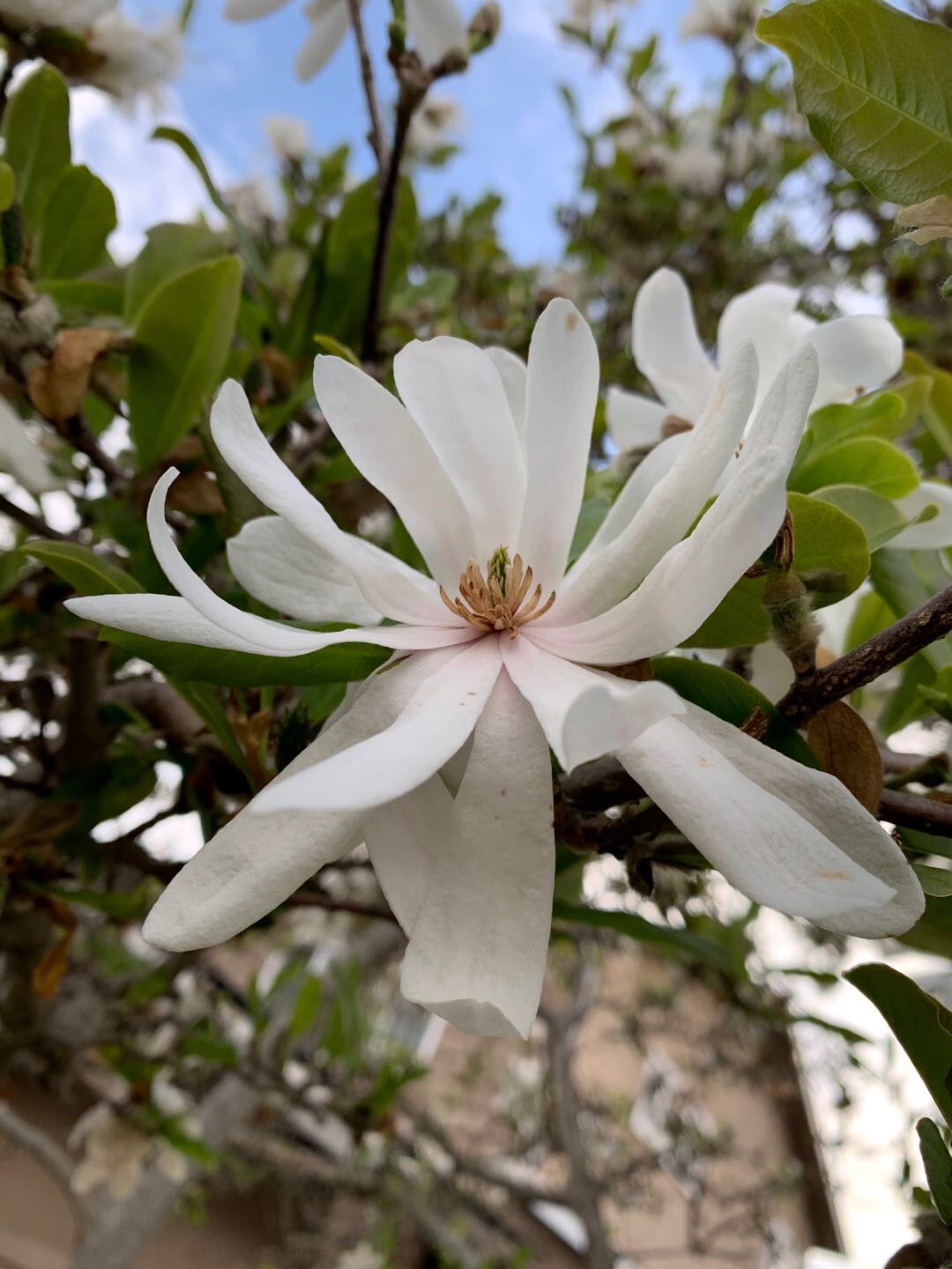 花未开而立,花已开慵懒(星花玉兰)