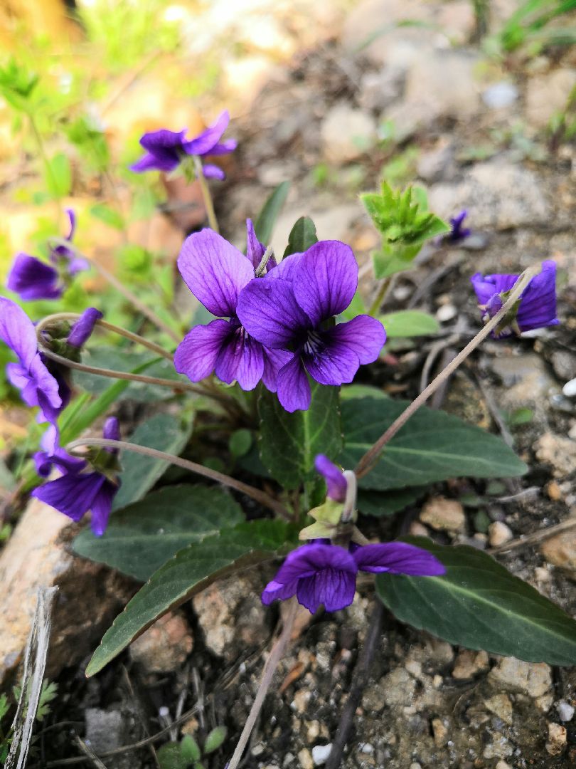 蒲公英和紫花地丁