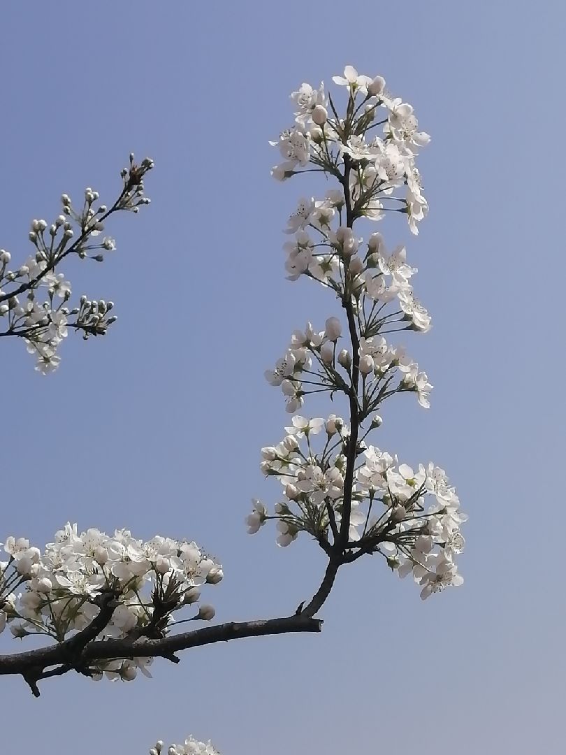 一枝梨花压海棠,完胜白樱花