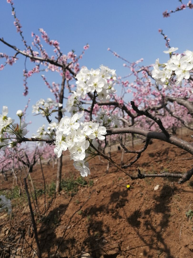 一枝梨花压海棠,完胜白樱花