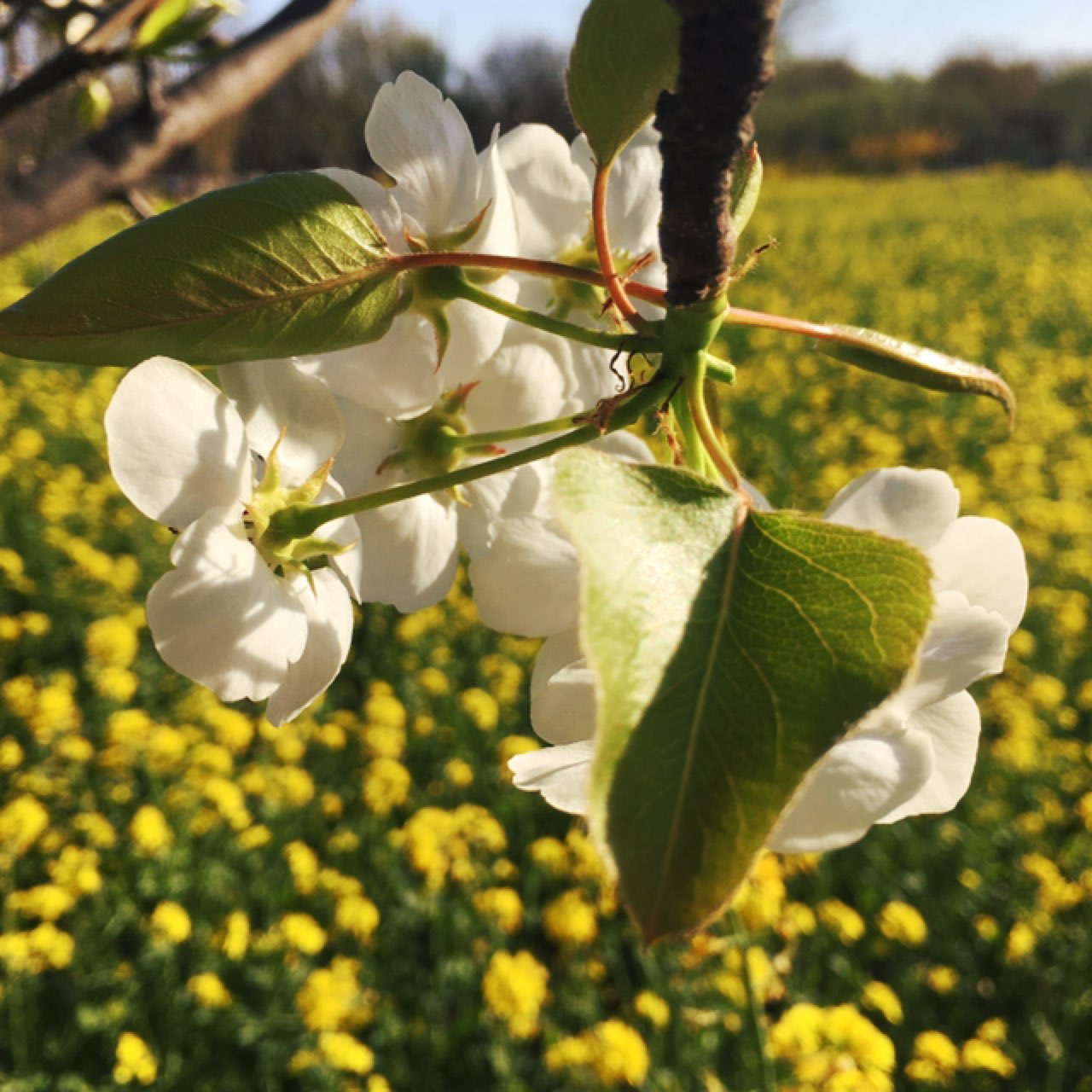 京城梨园油菜花