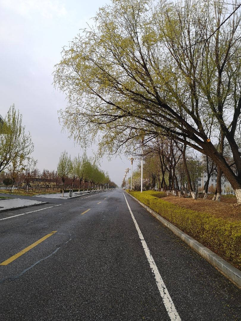 雨后清晨 空气清新 鸟语花香 直指人心