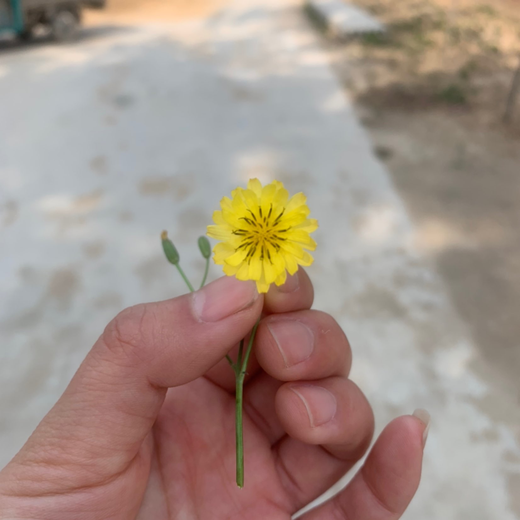 摘朵小花花送给我自己.