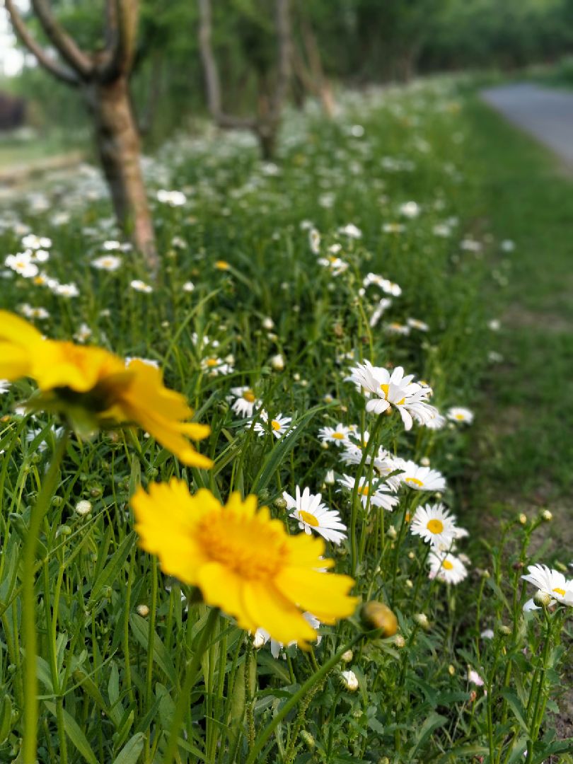 五月花开半夏,处处是风景,时时都怡人.