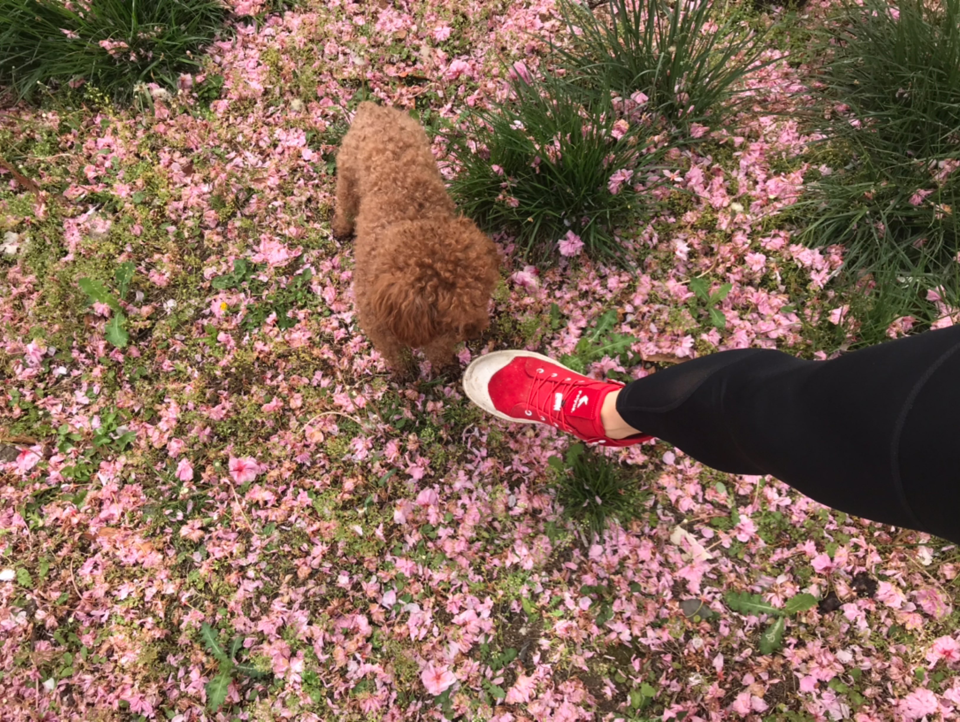 落花缤纷