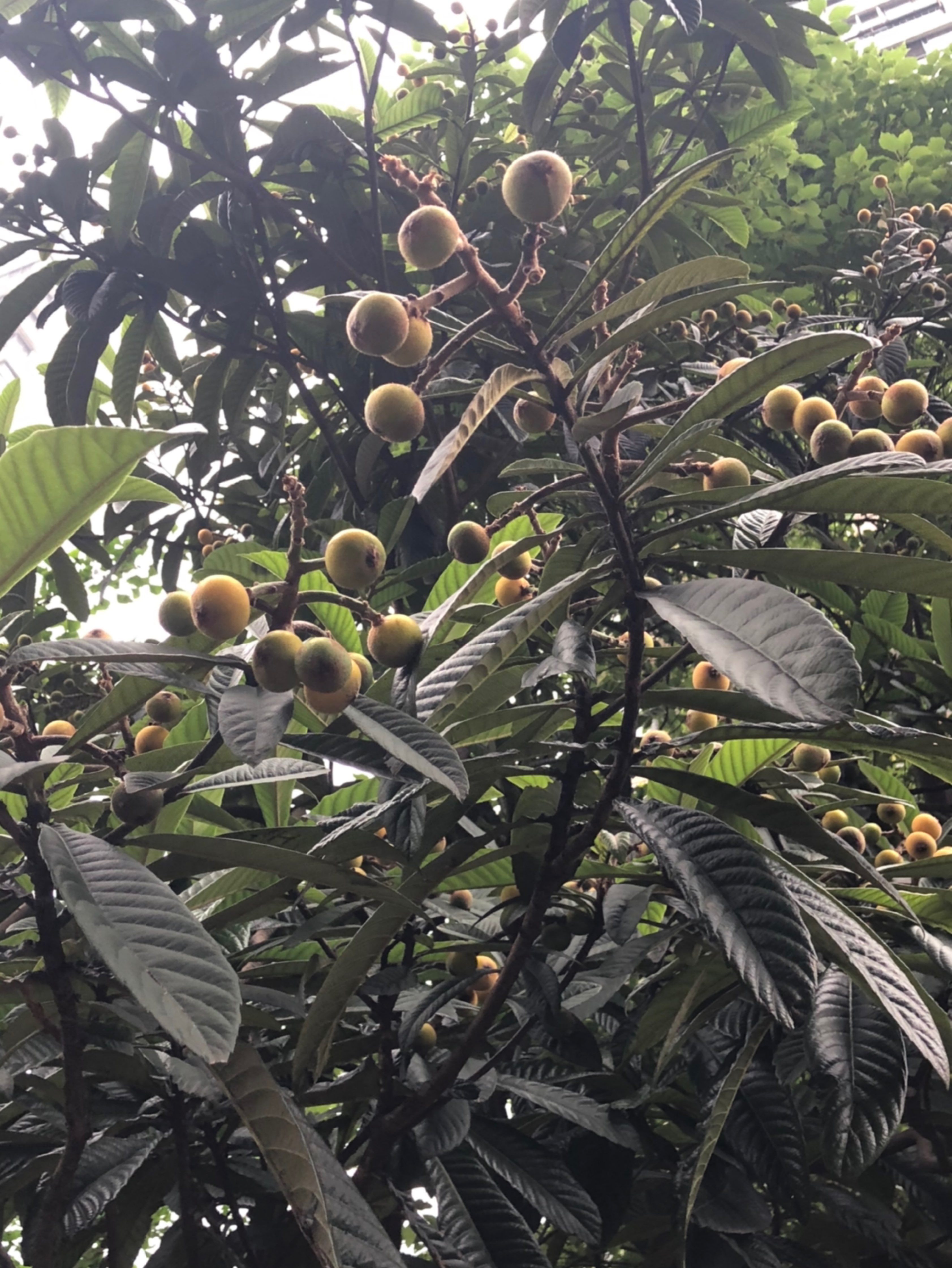 枇杷树结果了