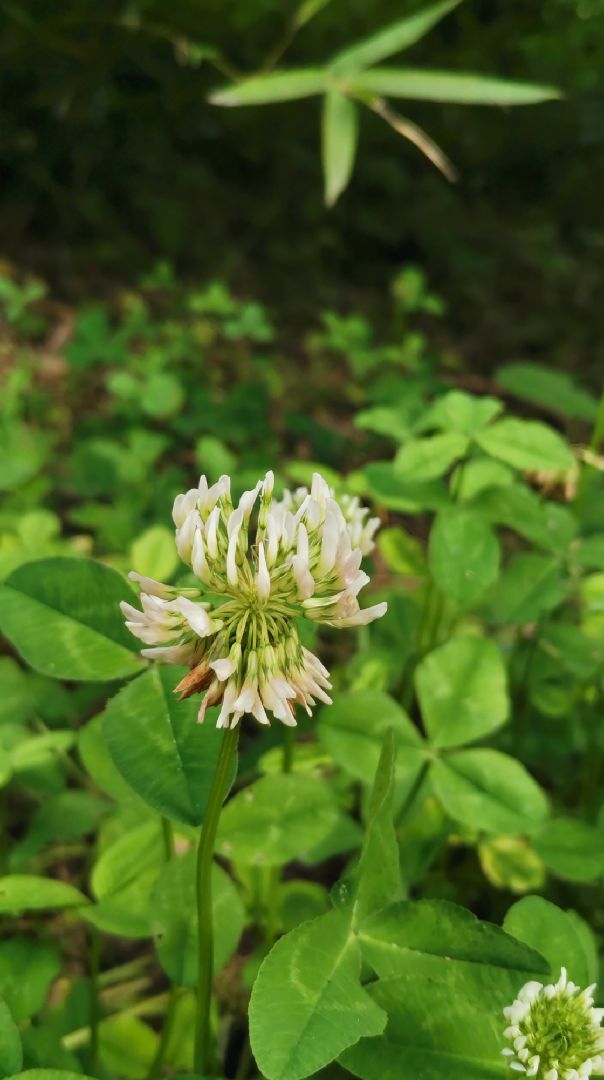 白花车轴草的白花变紫了,一年蓬也是;紫叶李硕果累累