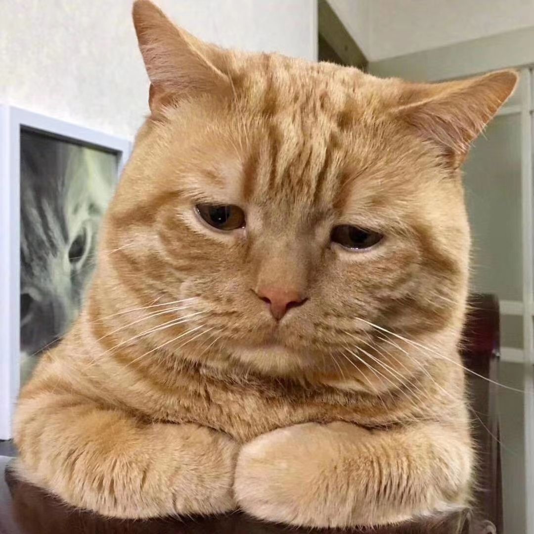 抱紧钱的猫的动态_keep