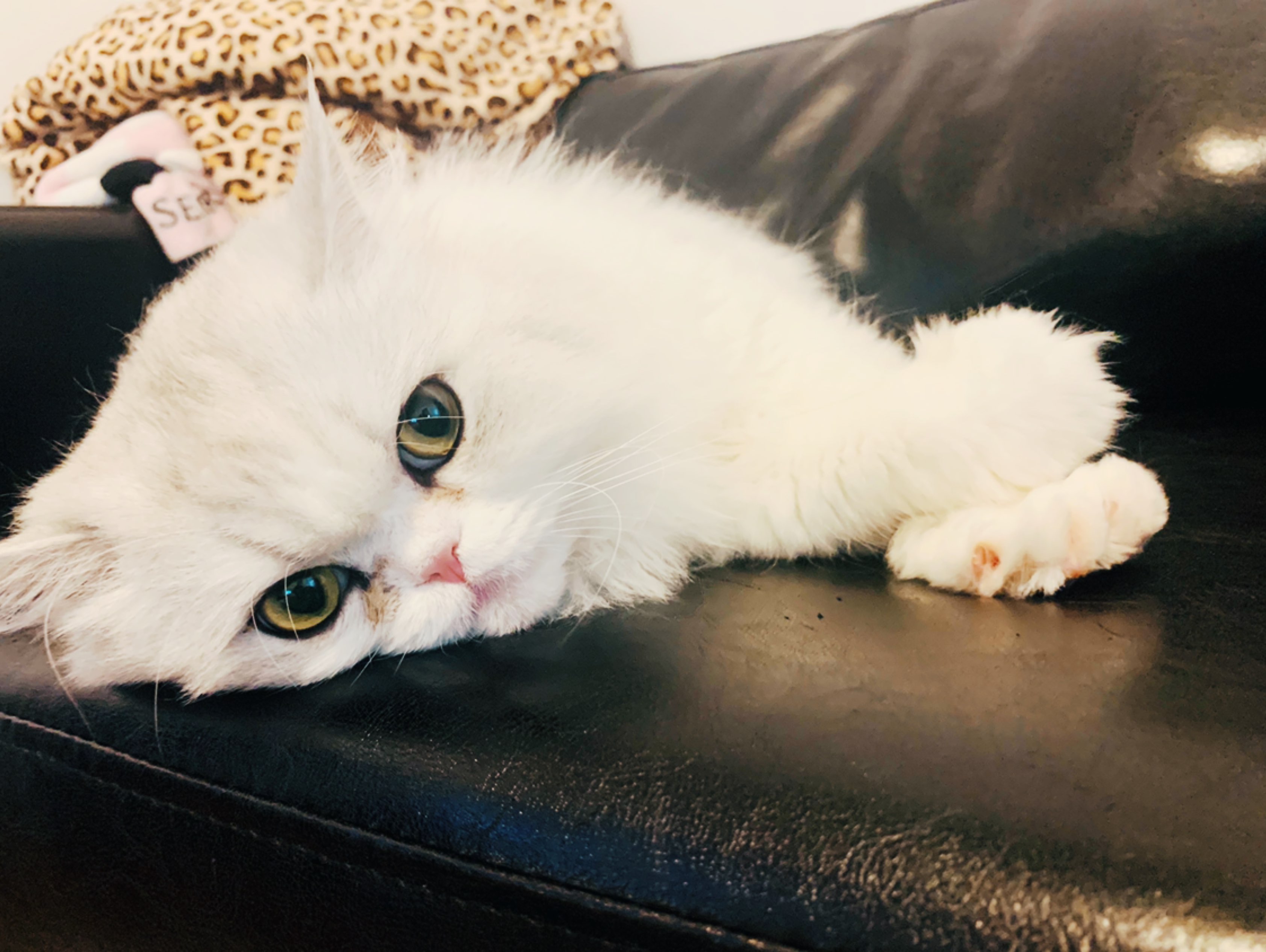 早上好昨天去看望我的喵星人啦,怎么能那么可爱*最近的天气都好适合晨