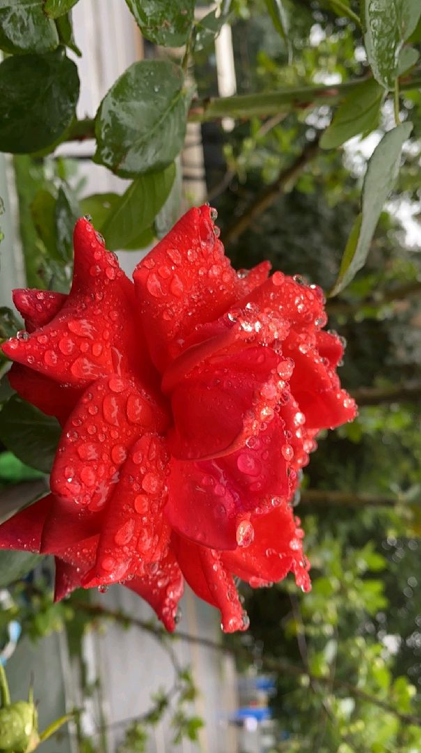 淅沥沥的细雨绵绵不断