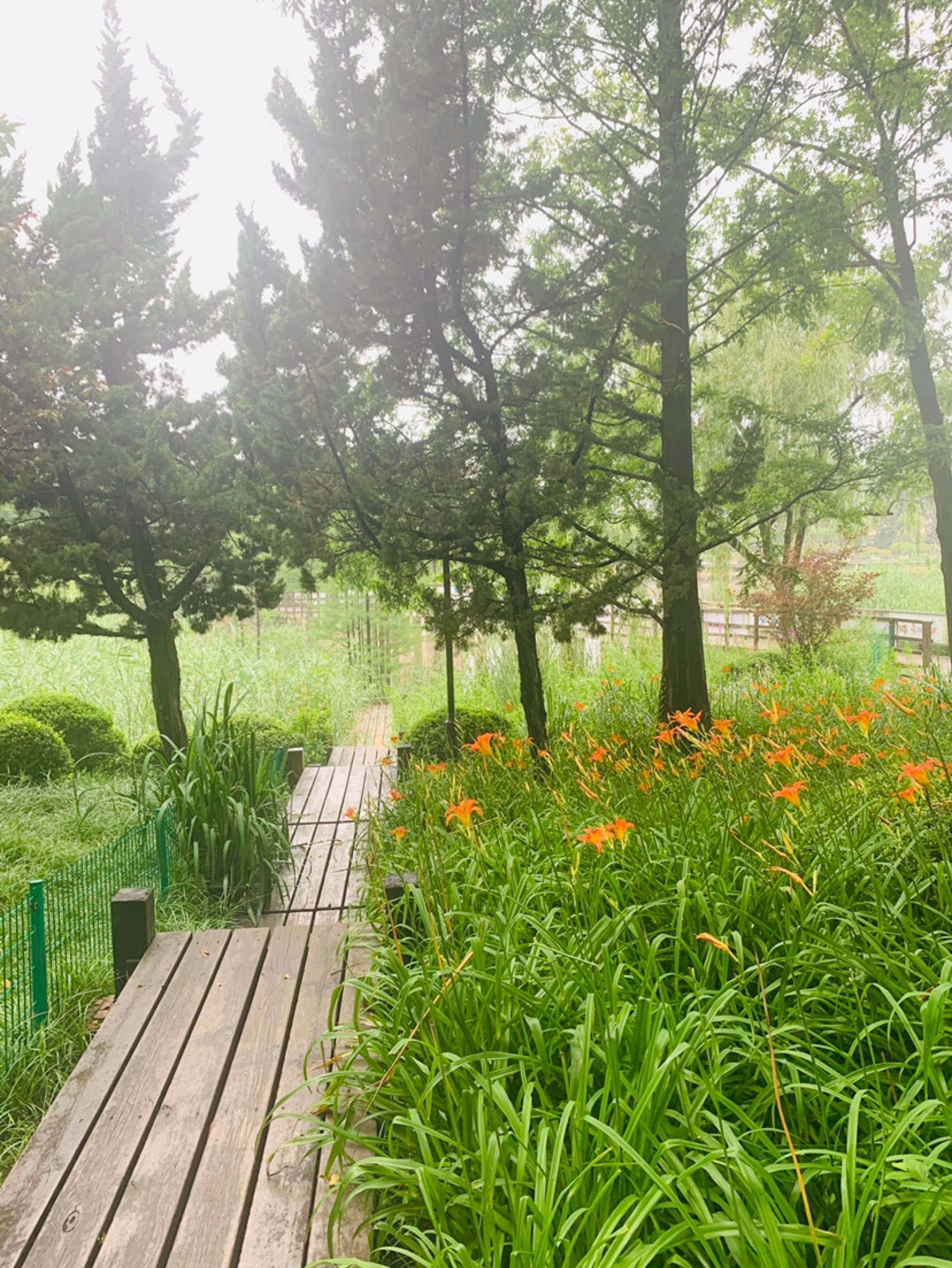 雨后清晨