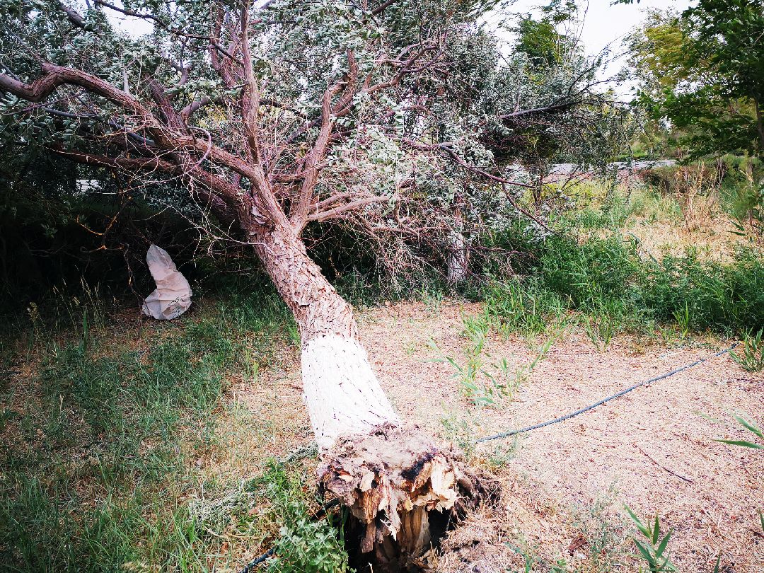 又一棵大树,被大风吹刮到了.