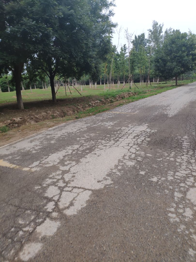 雨后清晨,最适合跑步