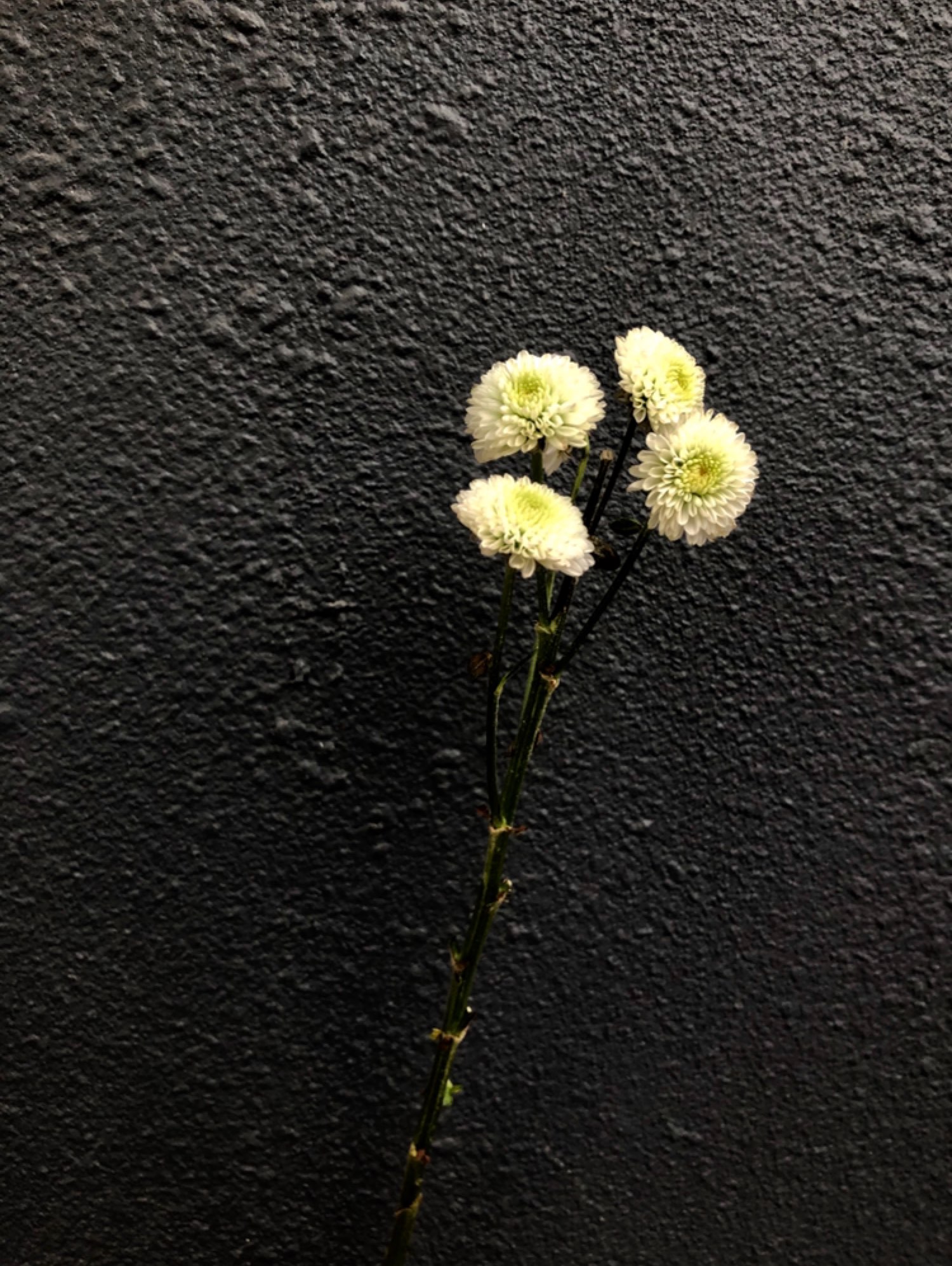 六月,(捡雏菊一枝,好欢喜[跳跳])