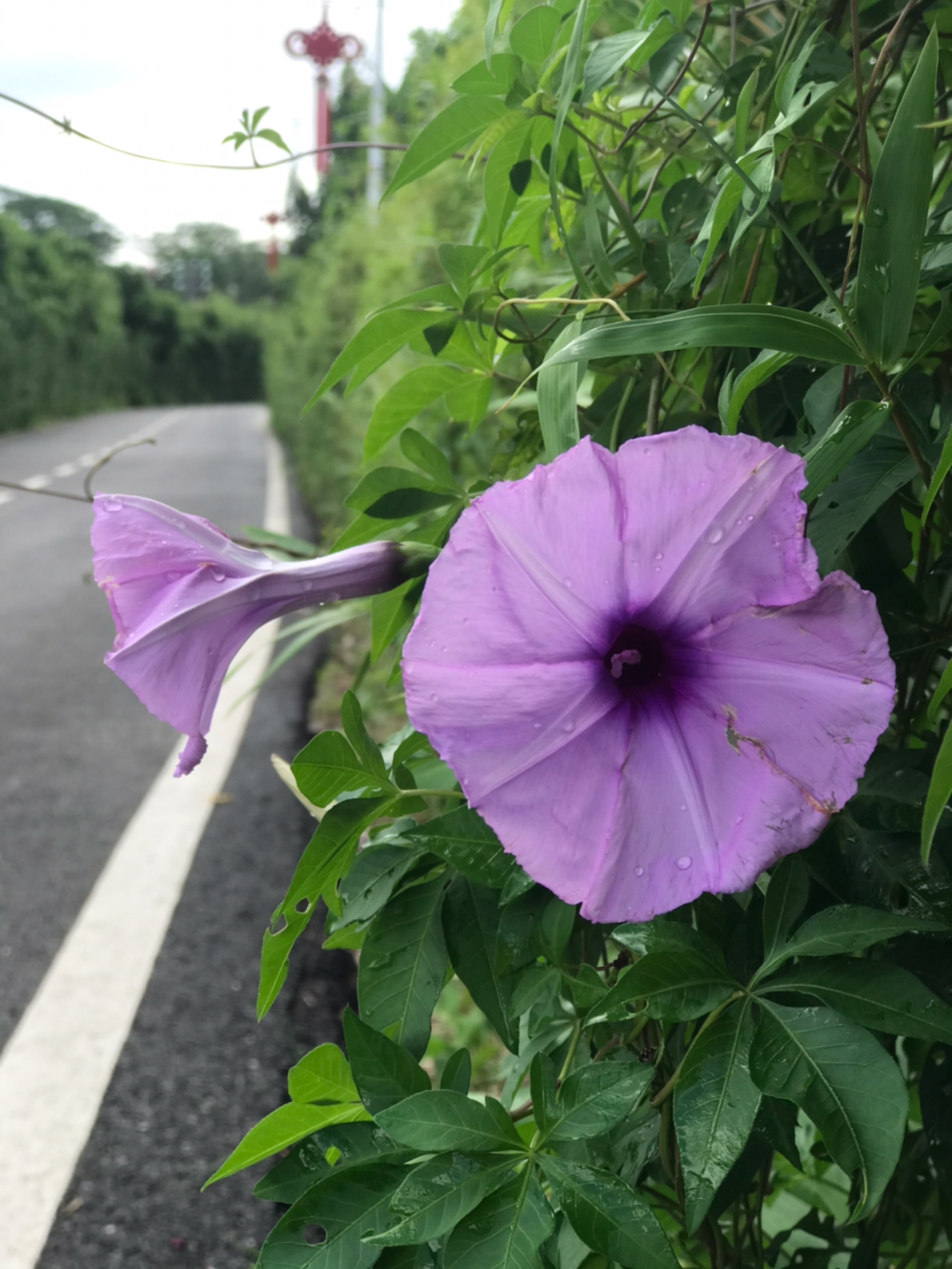 罗浮山下,雨后的清晨……空气清新,景色宜人,对于喜欢在周末赖床的