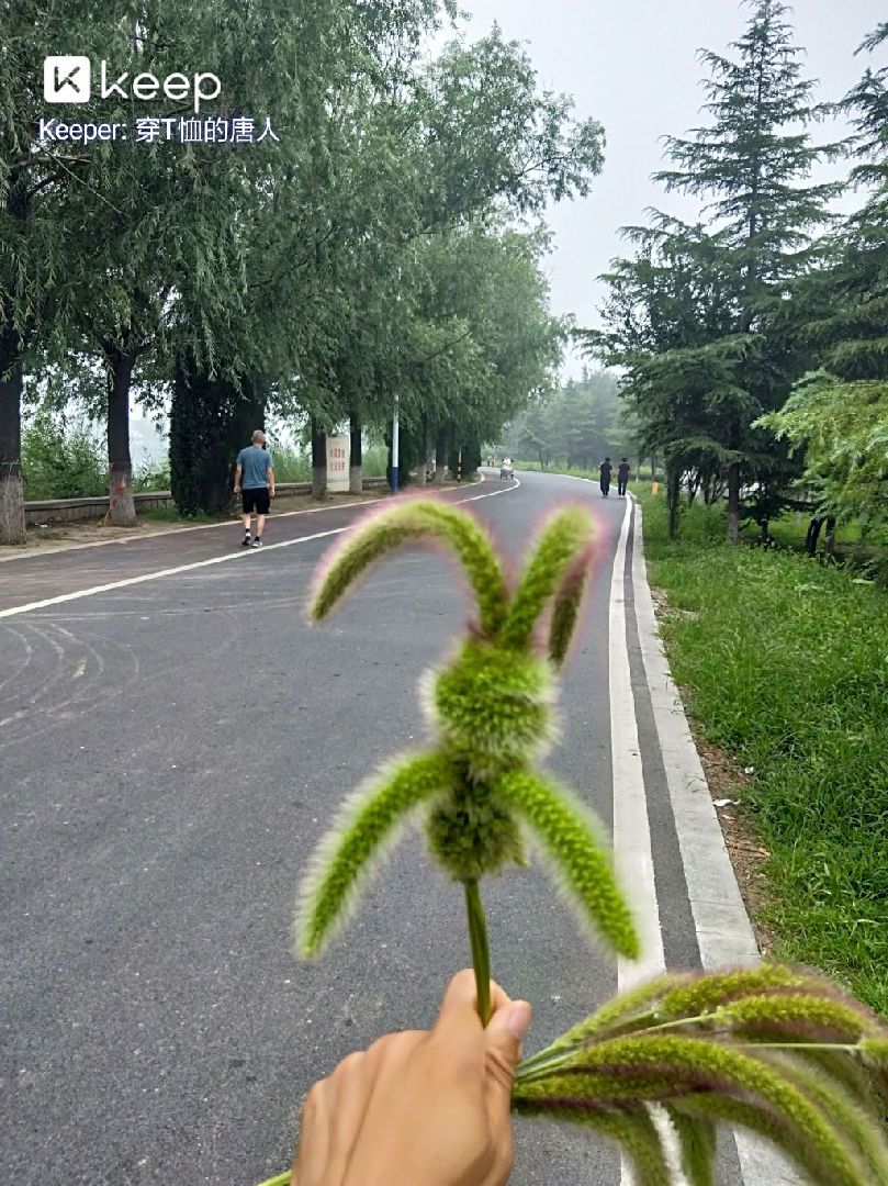 你们要的狗尾巴草小兔子教程来了