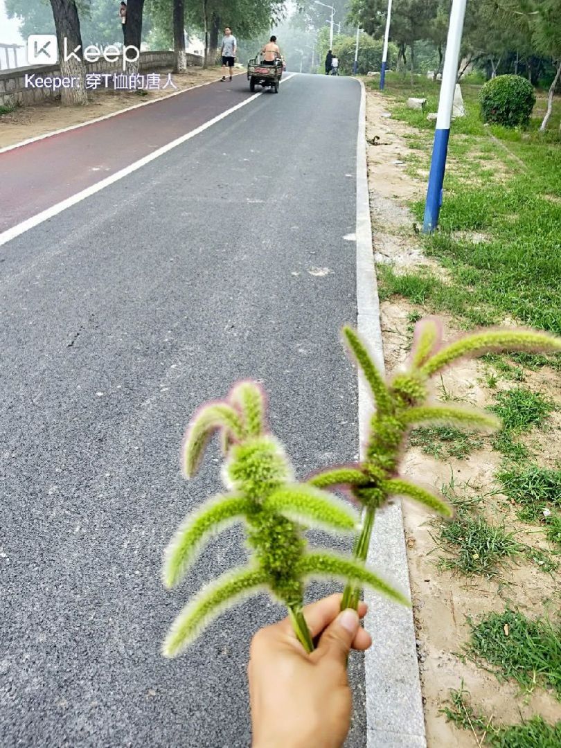 你们要的狗尾巴草小兔子教程来了