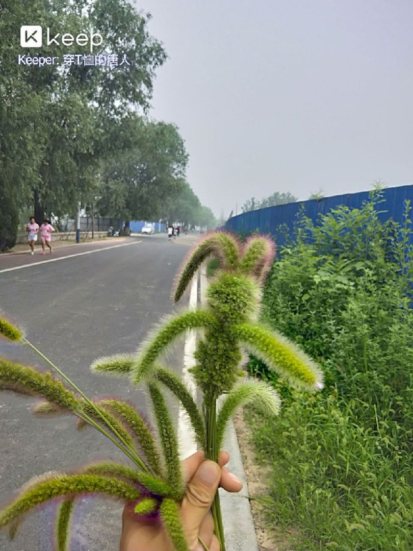你们要的狗尾巴草小兔子教程来了