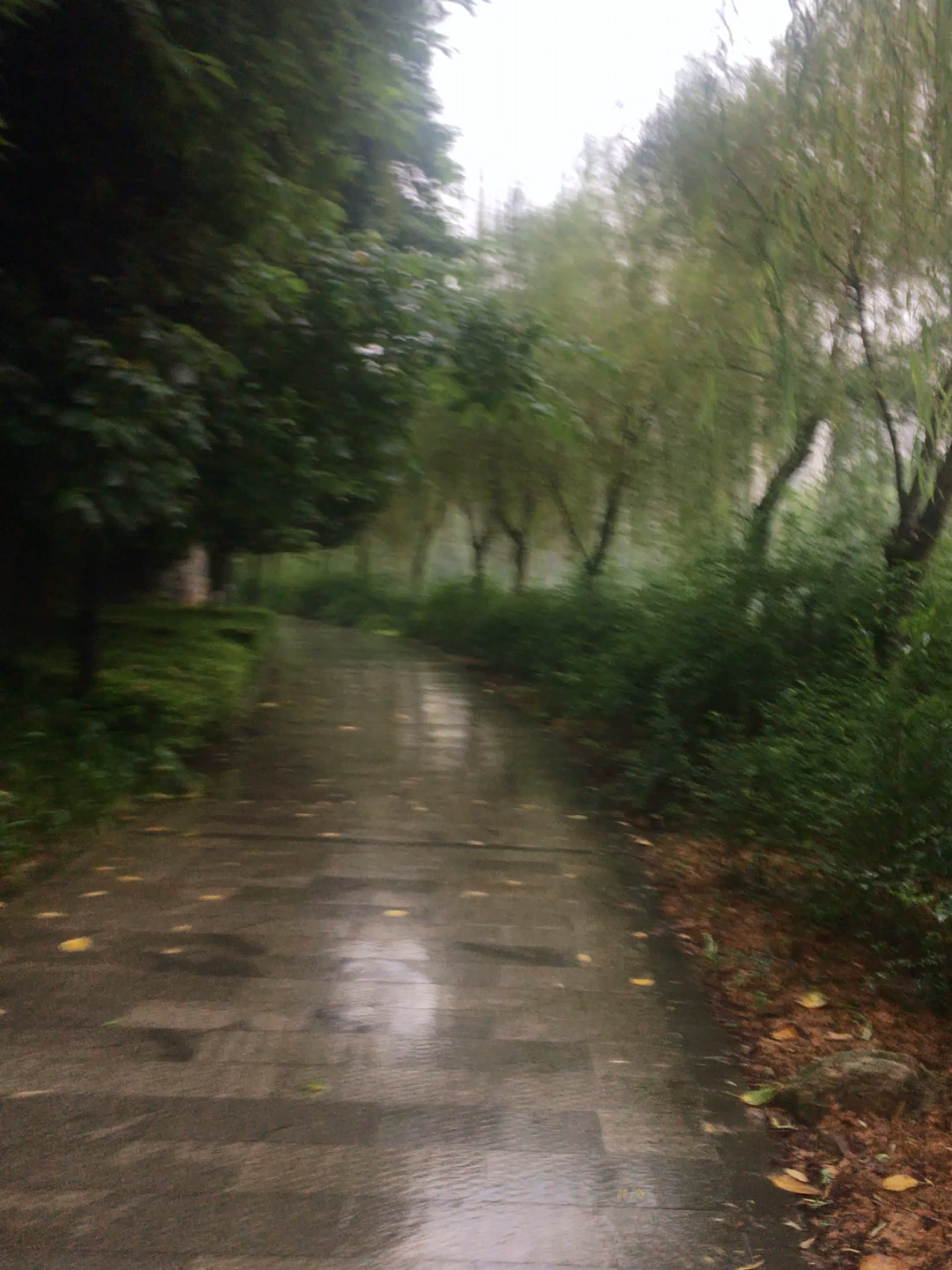 被雨淋湿的感觉也不差