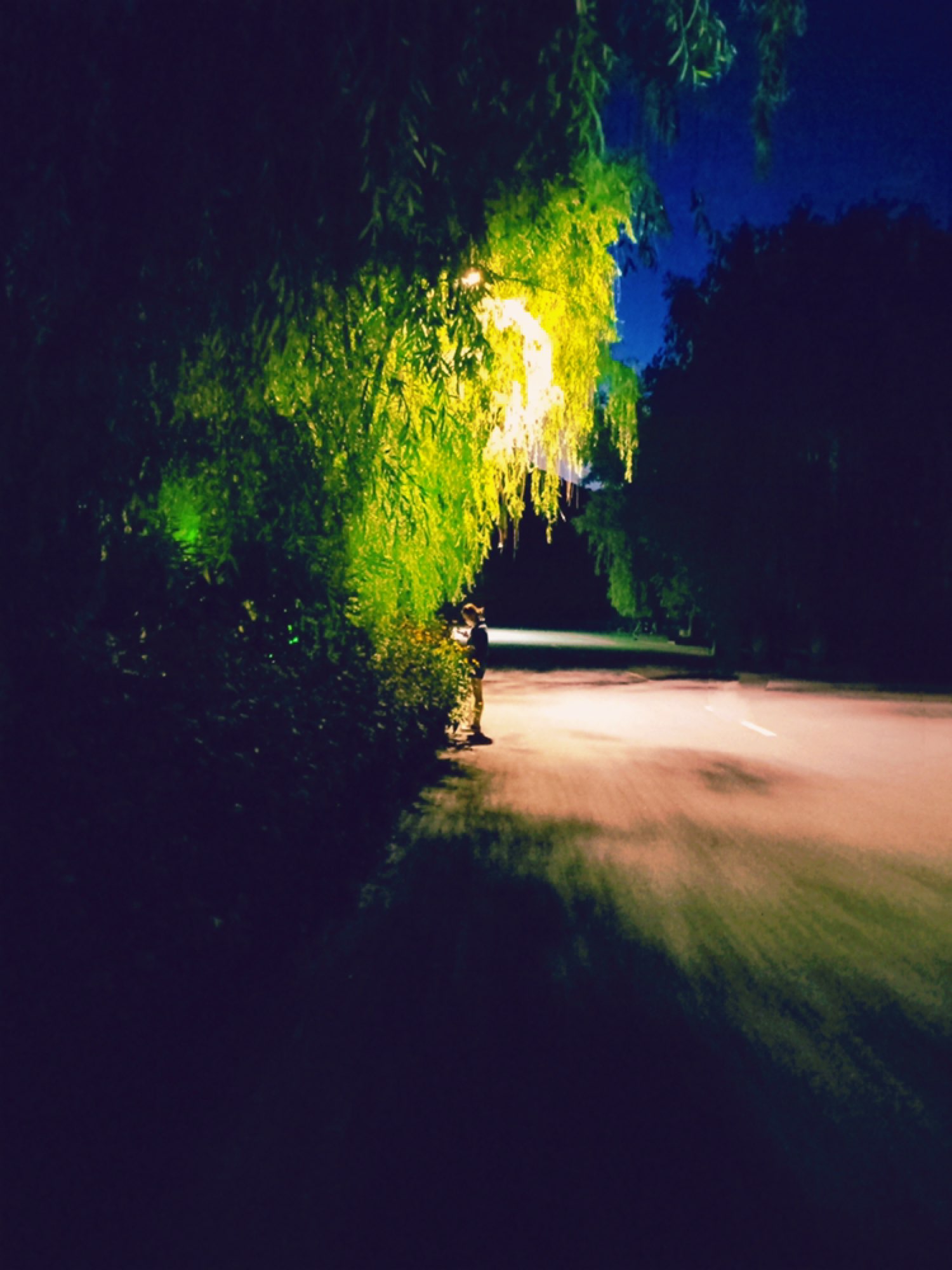 路灯下的风景也很美