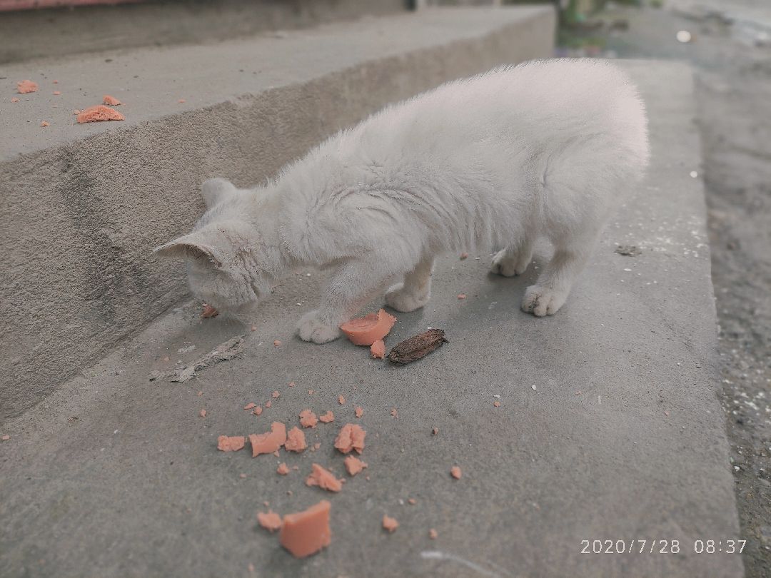 早上下楼看到一只流浪猫 买了火腿肠喂它芯宝和小猫咪的对话小猫咪你