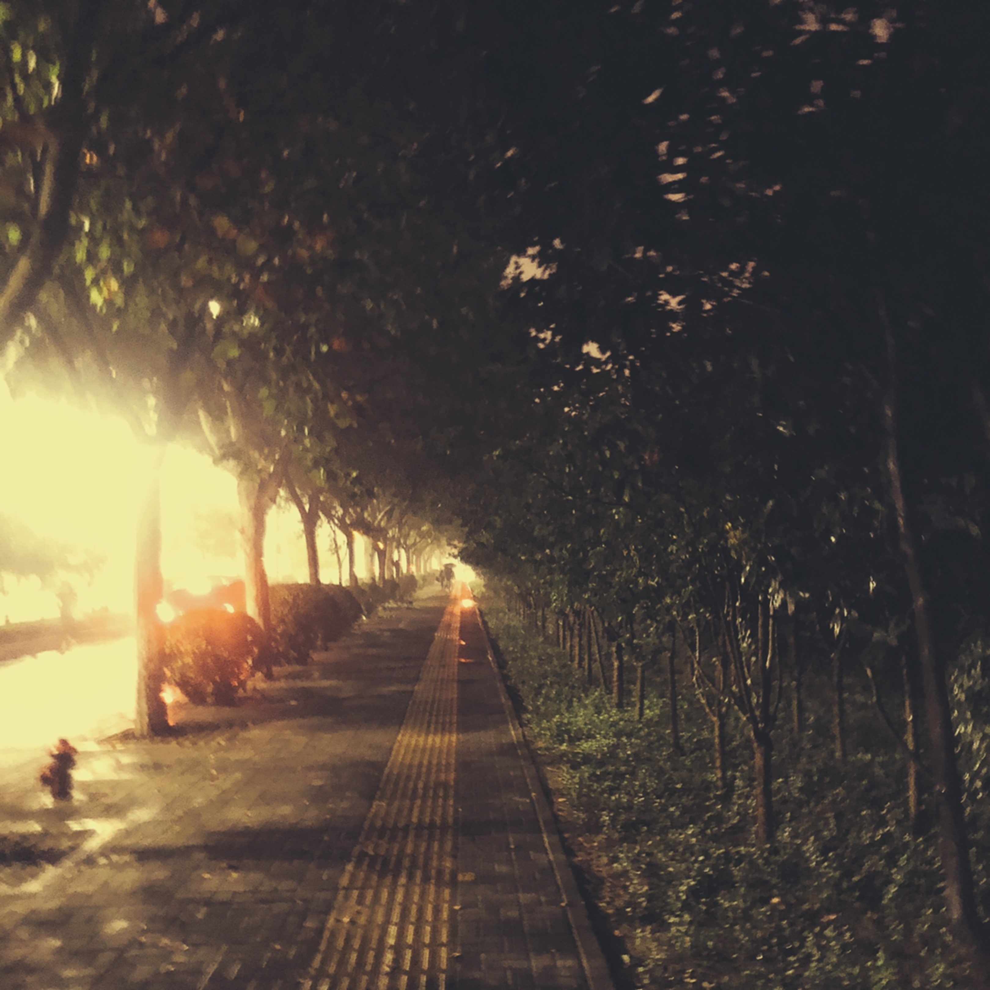 夜,秋雨,雨打叶
