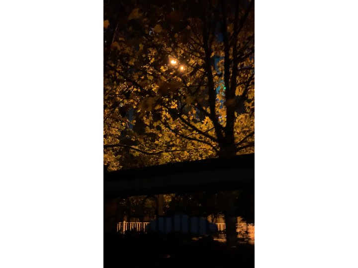 路灯下的梧桐树也是秋天的颜色