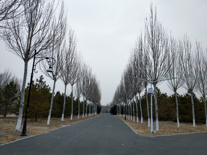 冬季的树 光秃秃