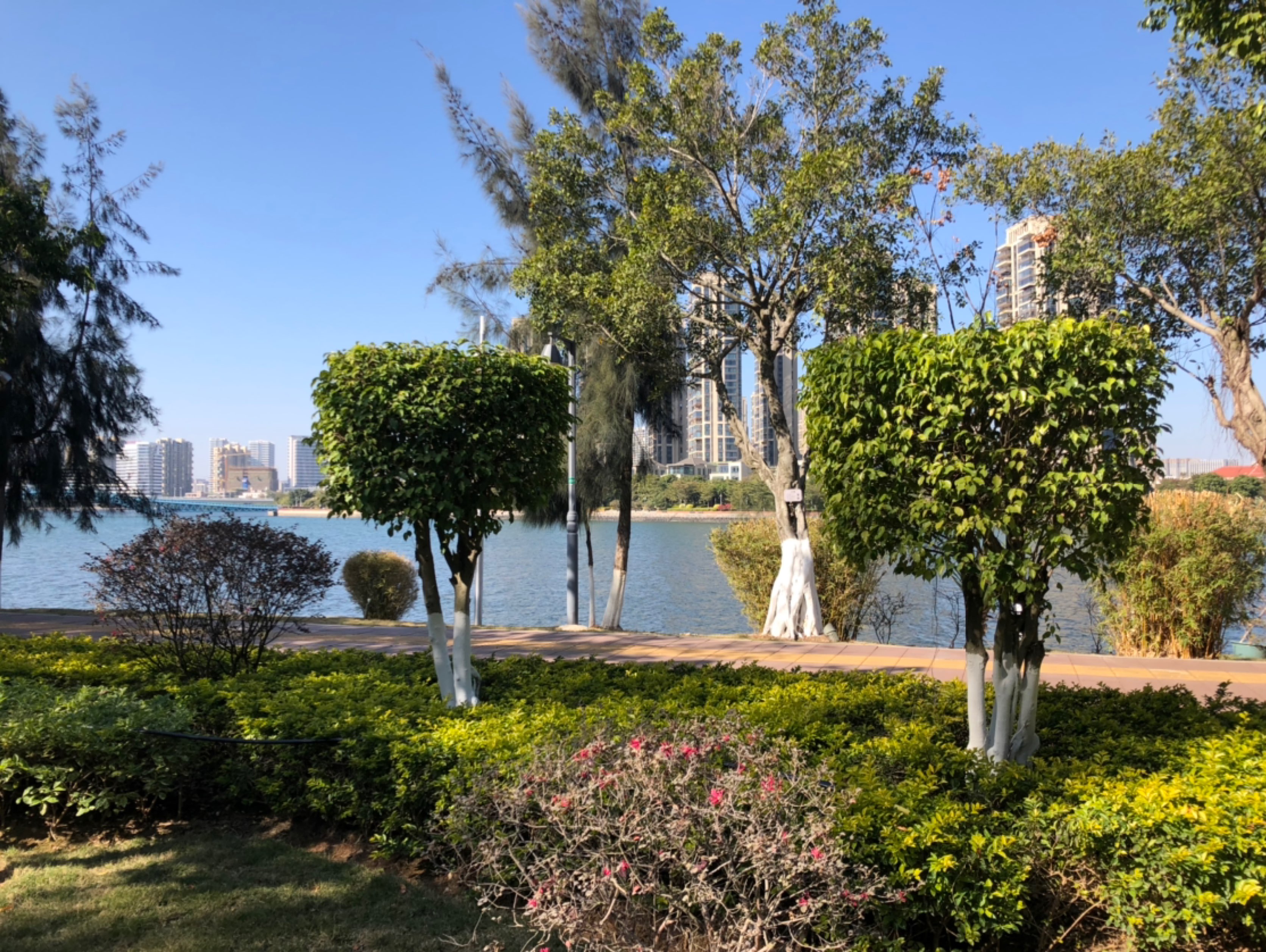 厦门鼠年年末晨跑,狐尾山,五缘湾,湖边花园,把这四个月经常练习的场地