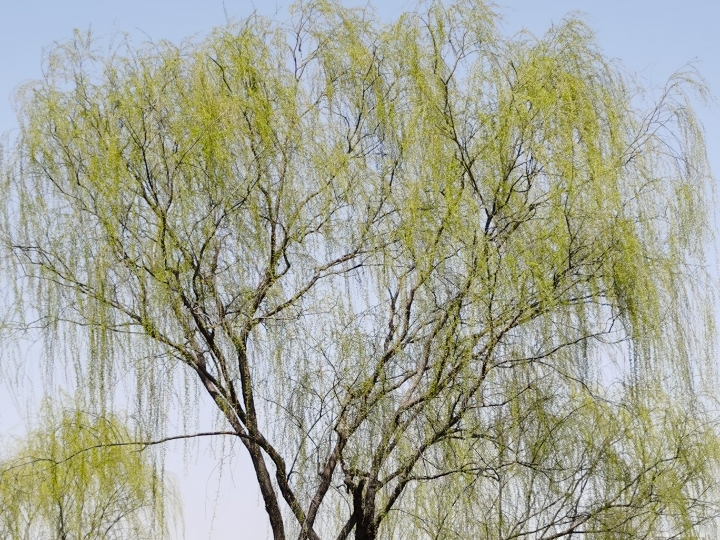 柳树更好看了
