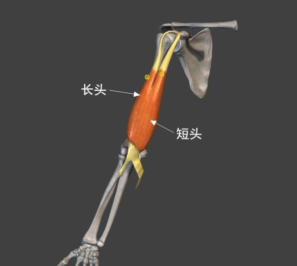 我们都习惯在二头训练时候,狠狠夹紧大臂.