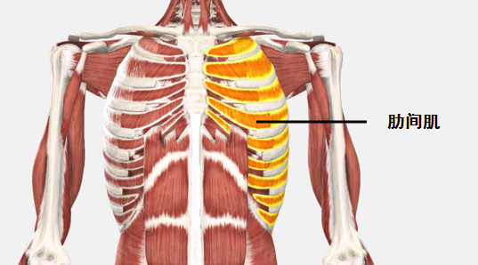 肋间肌运动动画演示图片