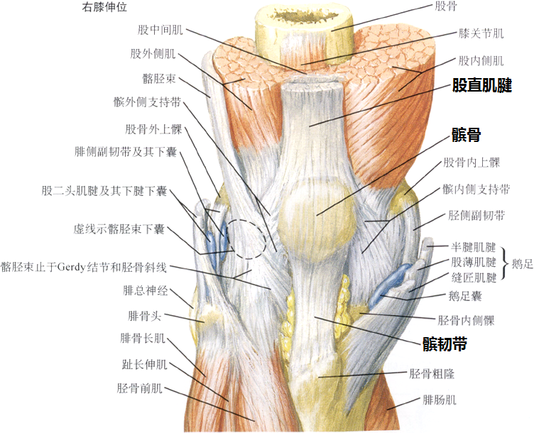 原因:股四头肌丧失弹性(僵硬,紧张)导致髌骨被拉向上方,髌韧带张力变