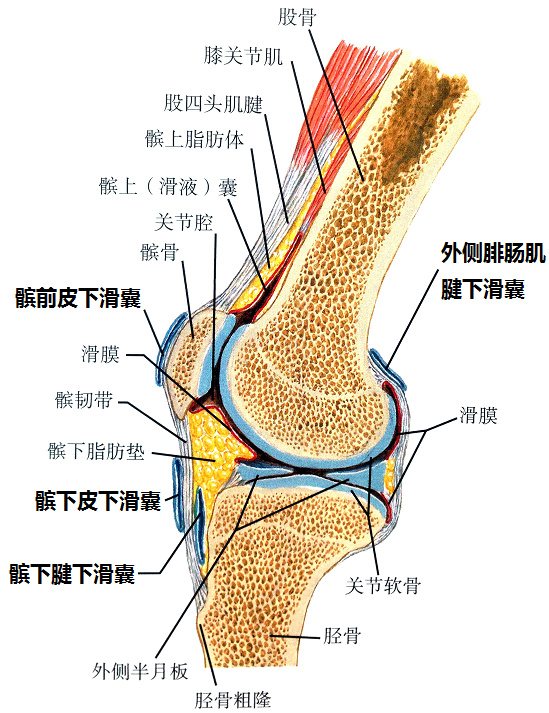 膝盖解剖结构图图片