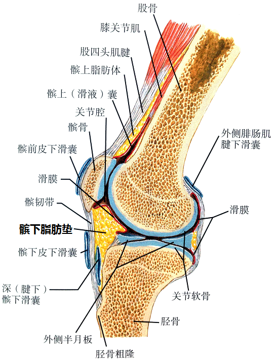 膝盖的结构图图片
