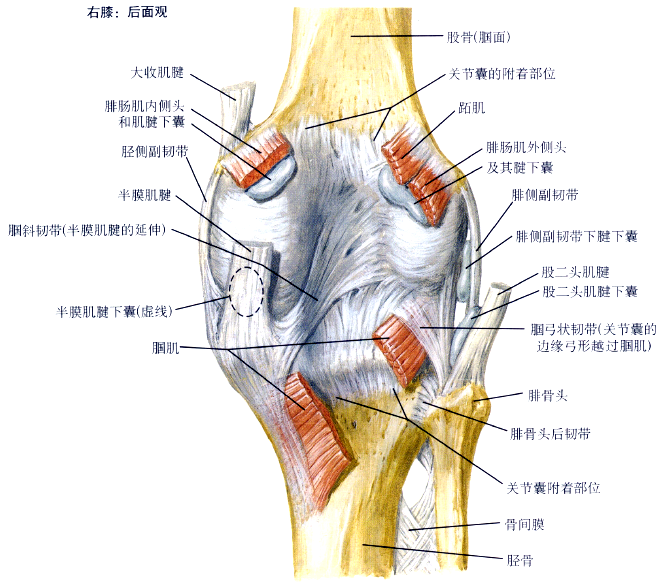 前交叉韧带:限制胫骨前移,伸膝时的内翻,内旋 后交叉韧带:限制胫骨后