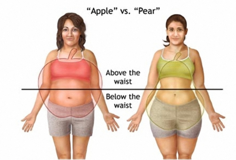 女性人体脂肪分布图图片
