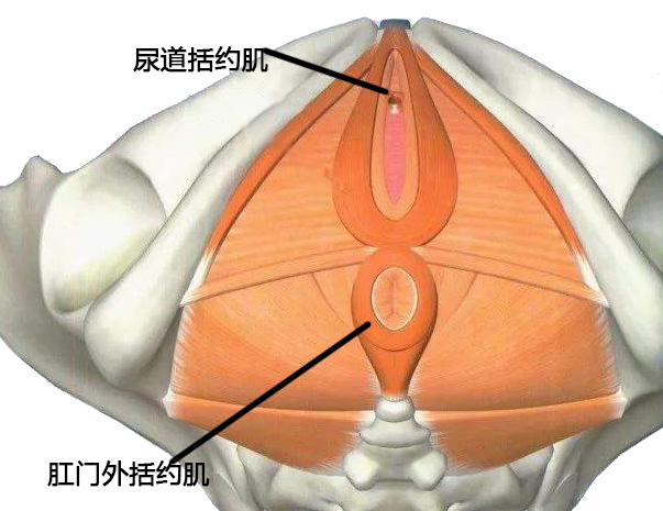 尿道内括约肌图片